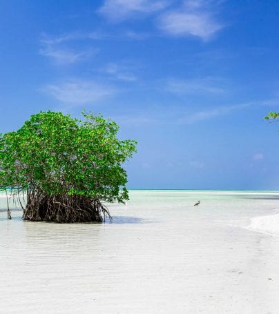 Beach landscape with small green trees