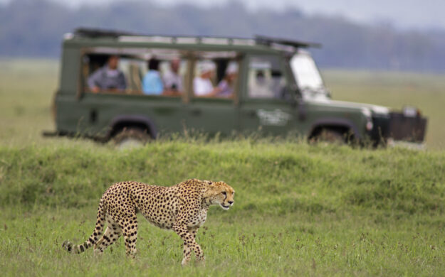 Stalking cheetah watched with safari vehicle background - Masai Mara, Kenya