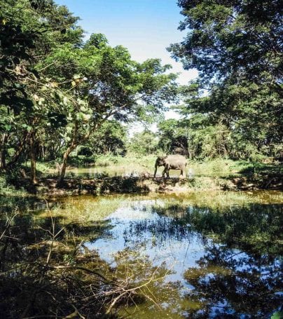Elephant walks near water in Chiang Rai, Thailand
