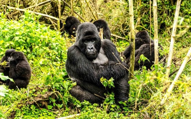 Gorillas in Volcanoes National Park, Rwanda