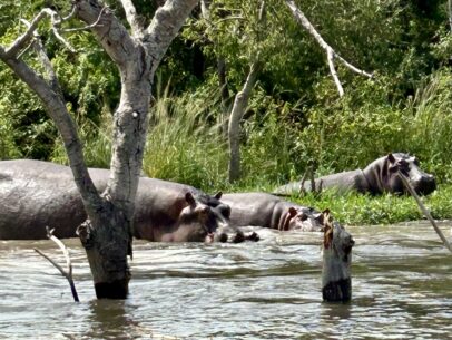 Hippos in Uganda.