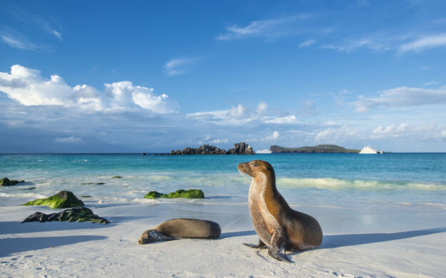 Galapagos sea lion