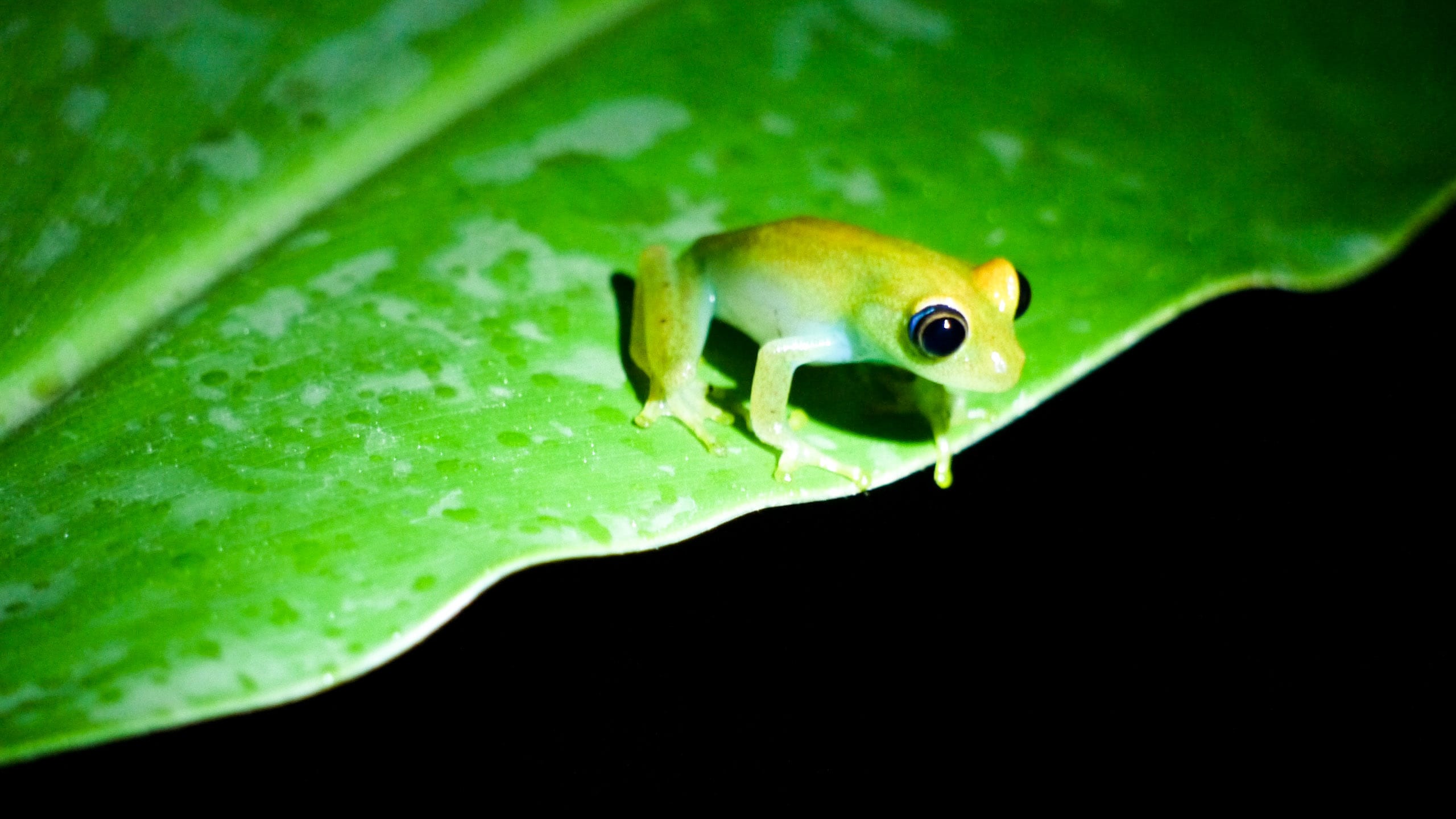 Frog sits on leaf in Madagascar