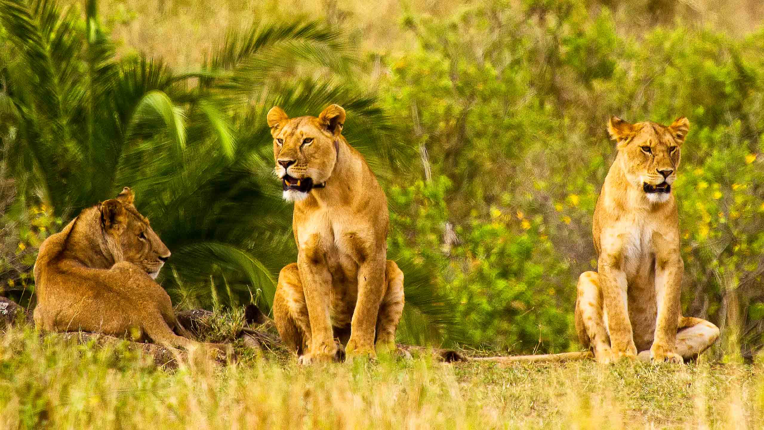 Three lions lounging in Tanzania